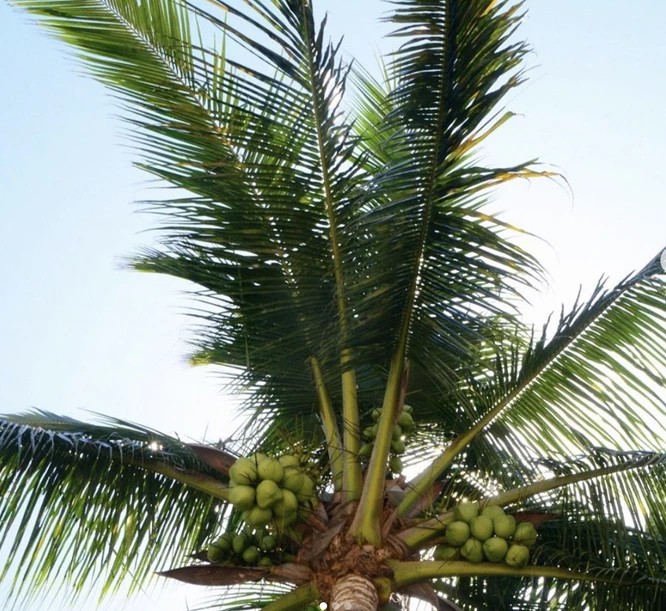 Home coconut tree